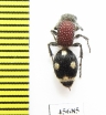Mutillidae sp.  South Africa Rep. - INSECTS-STORE.RU