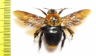 Hymenoptera, Xylocopa sp.  South Africa Rep. - INSECTS-STORE.RU
