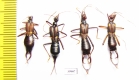 Dermaptera sp.  Malaysia, Borneo - INSECTS-STORE.RU
