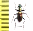 Carabidae sp.  Indonesia, Kalimantan - INSECTS-STORE.RU