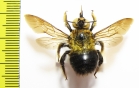 Hymenoptera, Xylocopa sp.  China - INSECTS-STORE.RU