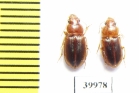 Carabidae sp.  Cuba - INSECTS-STORE.RU