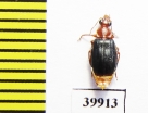 Carabidae sp.  Cuba - INSECTS-STORE.RU