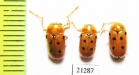 Chrysomelidae sp., pair  Uzbekistan - INSECTS-STORE.RU