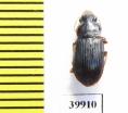 Carabidae sp.  Cuba - INSECTS-STORE.RU
