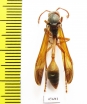 Hymenoptera sp.  South Africa Rep. - INSECTS-STORE.RU