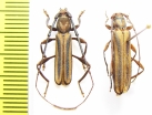 Xystrocera dispar, pair  Ethiopia - INSECTS-STORE.RU