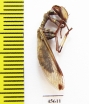 Mantispidae sp.  South Africa Rep. - INSECTS-STORE.RU