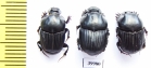Liatongus sp.  China - INSECTS-STORE.RU