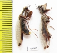 Mantispidae sp.  South Africa Rep. - INSECTS-STORE.RU