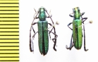 Closteromerus claviger laevipes  Ethiopia - INSECTS-STORE.RU