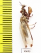 Mantispidae sp.  South Africa Rep. - INSECTS-STORE.RU