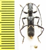 Oxilus boulardi  Ethiopia - INSECTS-STORE.RU