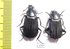 Necrodes asiaticus?, pair  Pakistan - INSECTS-STORE.RU