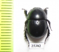 Odontotrypes schoolmeestersi  China - INSECTS-STORE.RU