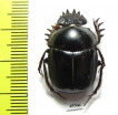 Scarabaeus sp.  South Africa Rep. - INSECTS-STORE.RU