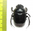 Scarabaeus sp.  South Africa Rep. - INSECTS-STORE.RU