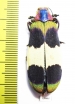 Chrysochroa corbetti  Thailand - INSECTS-STORE.RU