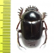 Scarabaeus sp.  South Africa Rep. - INSECTS-STORE.RU