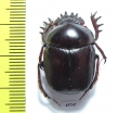 Scarabaeus sp.  South Africa Rep. - INSECTS-STORE.RU