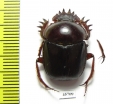 Scarabaeus sp.  South Africa Rep. - INSECTS-STORE.RU
