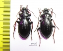 Carabus (Pachystus) hungaricus cribellatus, pair  Russia, Krasnoyarsk reg. - INSECTS-STORE.RU