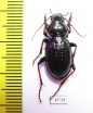 Carabus (Pachystus) hungaricus cribellatus  Russia, Krasnoyarsk reg. - INSECTS-STORE.RU