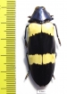 Chrysochroa mniszechi  Thailand - INSECTS-STORE.RU