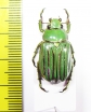 Chrysina gloriosa  USA - INSECTS-STORE.RU