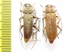 Hololeprus variolosus somalicus, pair  Ethiopia - INSECTS-STORE.RU