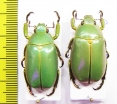 Chrysina luteomarginata, pair  Costa Rica - INSECTS-STORE.RU