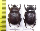 Cyphonistes sp., pair  Namibia - INSECTS-STORE.RU