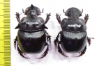 Catharsius bradshawi, pair  Angola - INSECTS-STORE.RU