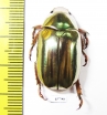 Chrysina batesi  Panama - INSECTS-STORE.RU
