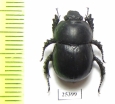 Odontotrypes kucerai  China - INSECTS-STORE.RU