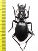 Anthia maxillosa, female  South Africa Rep.  50mm - INSECTS-STORE.RU