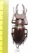 Lucanus swinghoei  Taiwan 40mm - INSECTS-STORE.RU
