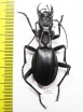 Anthia maxillosa, male  South Africa Rep.  50mm - INSECTS-STORE.RU