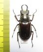 Lucanus miwai  Taiwan 31mm - INSECTS-STORE.RU