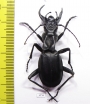 Anthia maxillosa, male  South Africa Rep.  53mm - INSECTS-STORE.RU