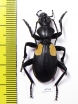 Anthia omoplata incolatum, male South Africa Rep. - INSECTS-STORE.RU