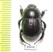 Odontotrypes xue  China - INSECTS-STORE.RU