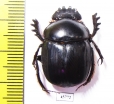 Scarabaeus sp.  South Africa Rep. - INSECTS-STORE.RU