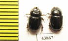 Orphninae sp., pair  India, Kerala - INSECTS-STORE.RU