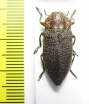 Pseudoperotis subrugosus  Namibia - INSECTS-STORE.RU