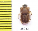 Euoniticellus sp.  South Africa Rep. - INSECTS-STORE.RU