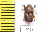 Euoniticellus sp.  South Africa Rep. - INSECTS-STORE.RU