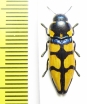 Thrincopyge alacris  USA - INSECTS-STORE.RU