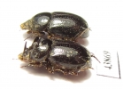 Orphninae sp., pair  India, Kerala - INSECTS-STORE.RU