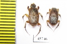 Euoniticellus sp.?  South Africa Rep. - INSECTS-STORE.RU